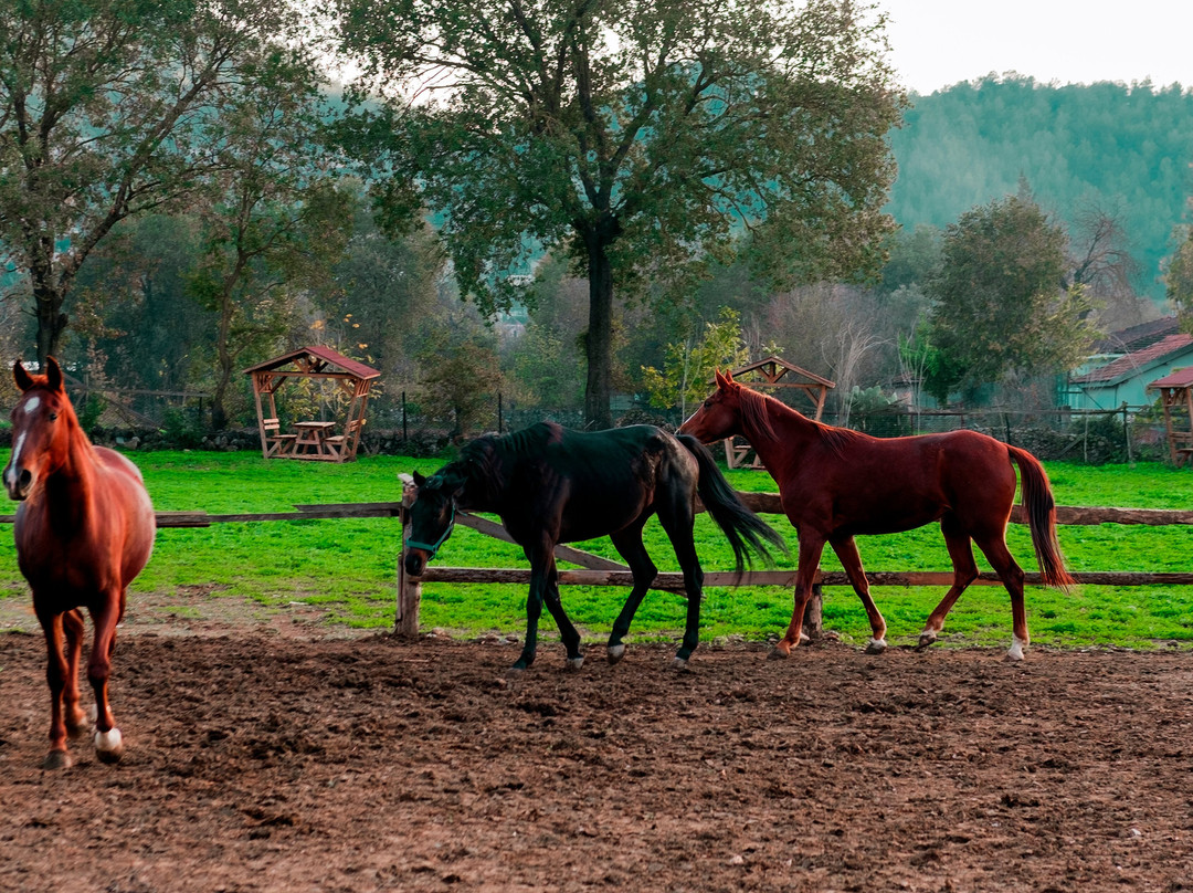 Fethiye Atlı Spor Kulübü-费特希耶必去景点