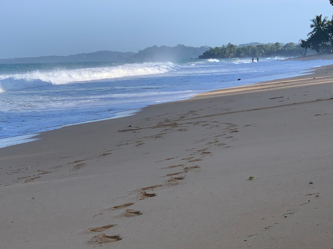 The Hummingbird主图