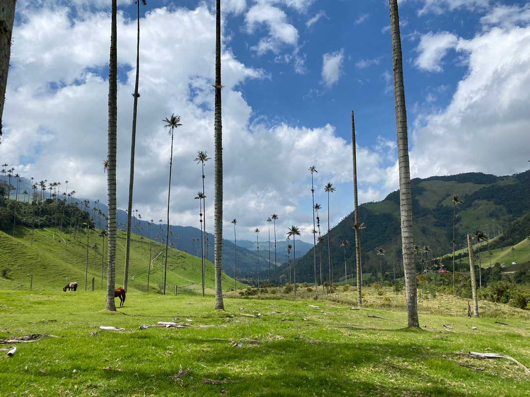 Gran Colombia Tours (Salento)景点图片
