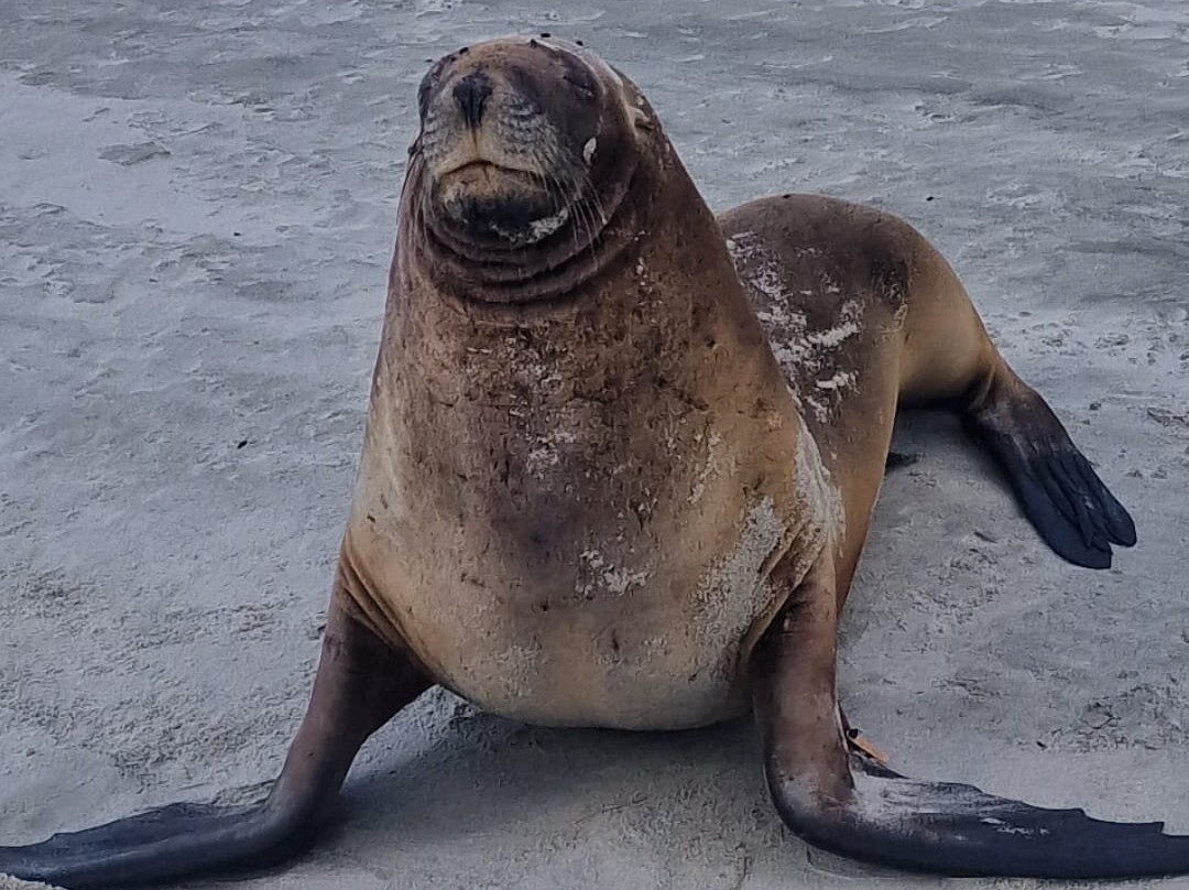 Long Beach-但尼丁必去景点