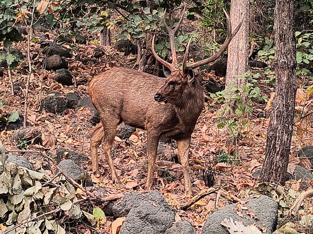 Tipeshwar Wildlife Sanctuary景点图片