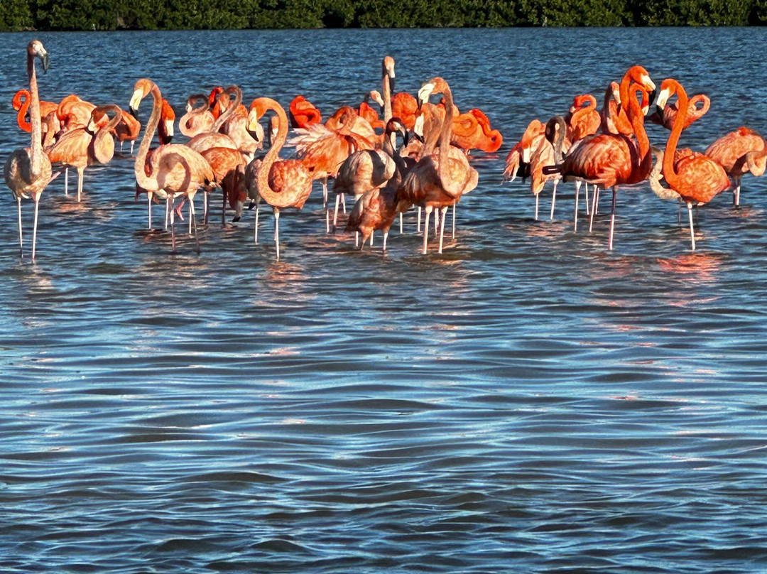 Colectivo Cardenales Premier Yucatán Birding Tours-梅里达必去景点