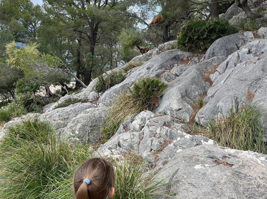 Puig de Maria-Pollenca必去景点