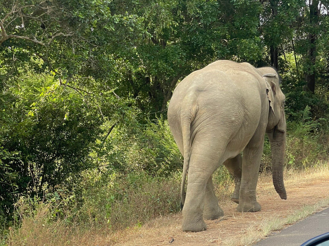 Ceylon Safari Holiday景点图片