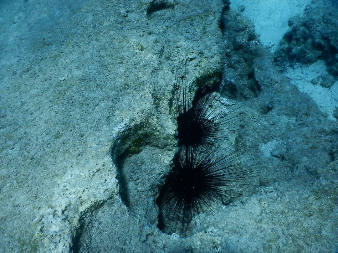 Undersea World Scuba Diving-皮拉必去景点