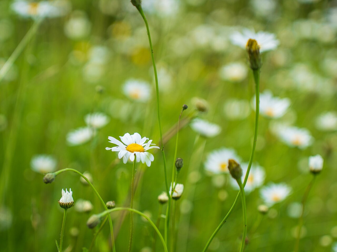 Cruachan House主图