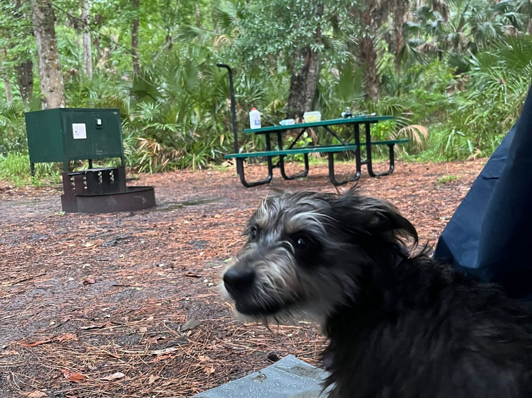 Juniper Springs-奥卡拉必去景点