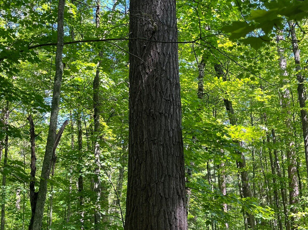 Lost Forty-Blackduck必去景点