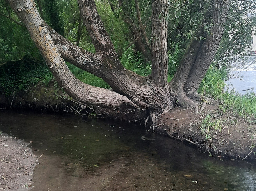 Paddle Your Own Canoe-Carlow必去景点