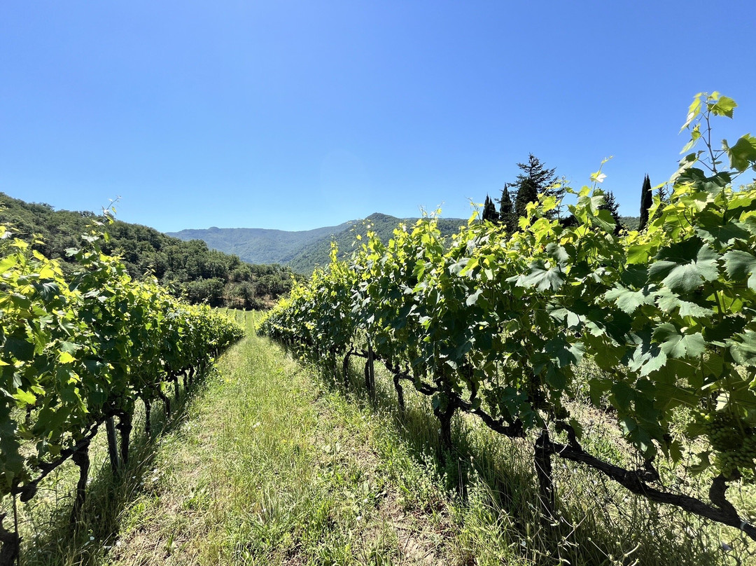 Fattoria San Leolino景点图片