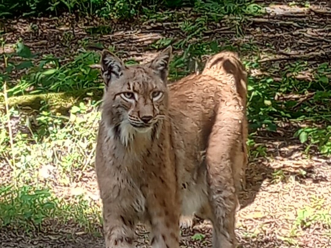 Wildpark Alte Fasanerie Klein-Auheim景点图片