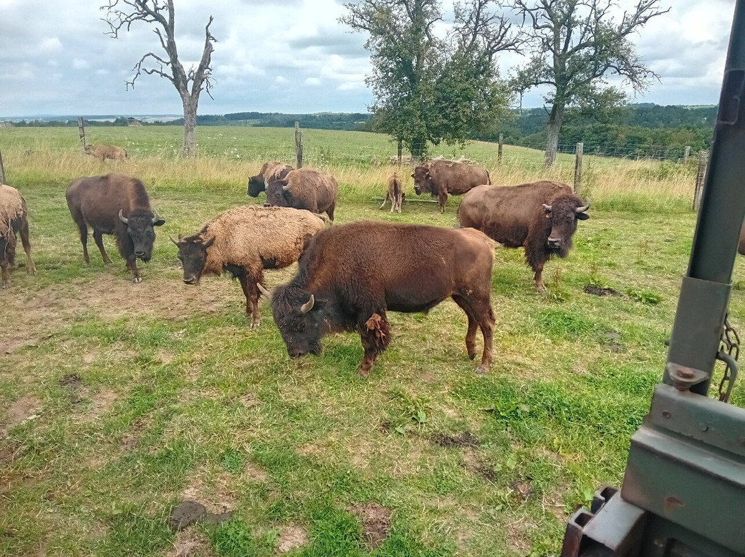 Ranch des Bisons景点图片