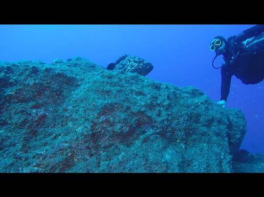 Madeira Divepoint-沙尔必去景点