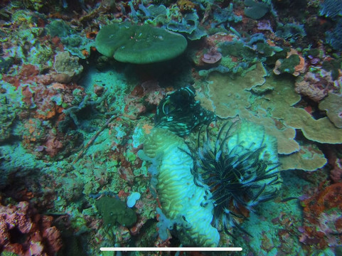 蓝梦岛巴厘潜水学院-蓝梦岛必去景点