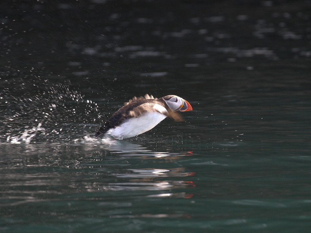 Drangey Island-Saudarkrokur必去景点