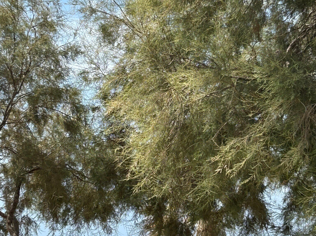 Plaza Beach Hotel主图