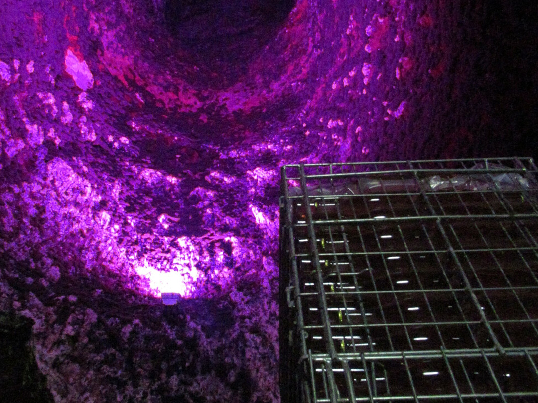Caves Veuve Amiot景点图片