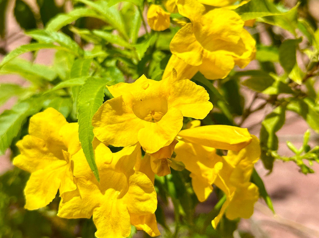 Avukana Buddha Statue-Kekirawa必去景点