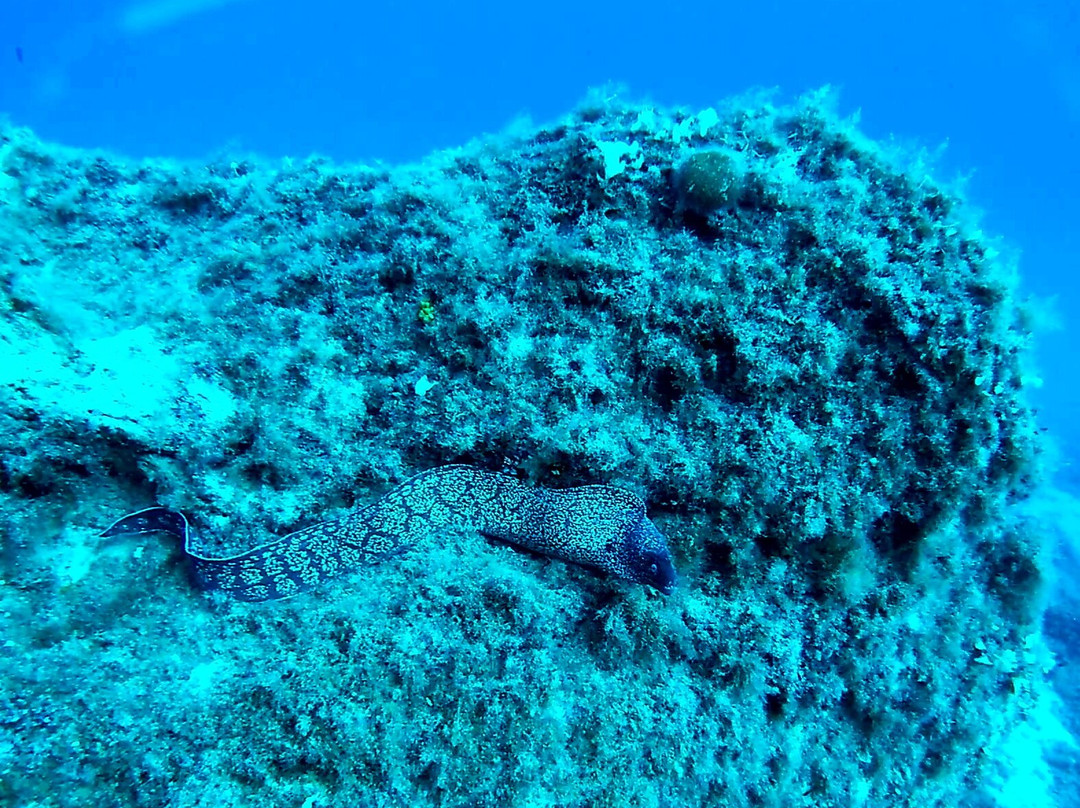 Capraia Diving Club-Capraia Isola必去景点