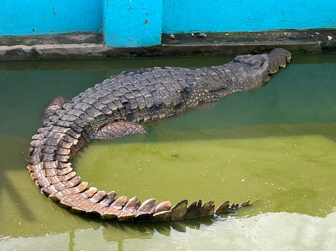 Nile Reptile Park-金贾必去景点