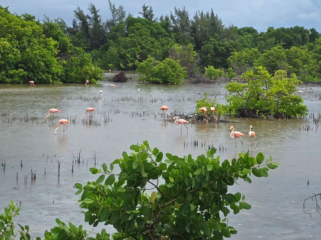 Cayo Guillermo-Cayo Guillermo必去景点