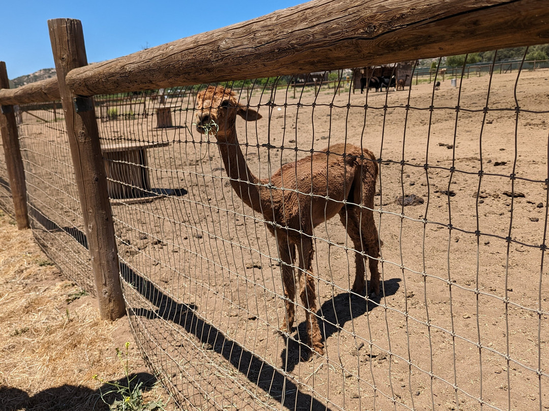 Alpine Acres Sanctuary Farm-Alpine必去景点