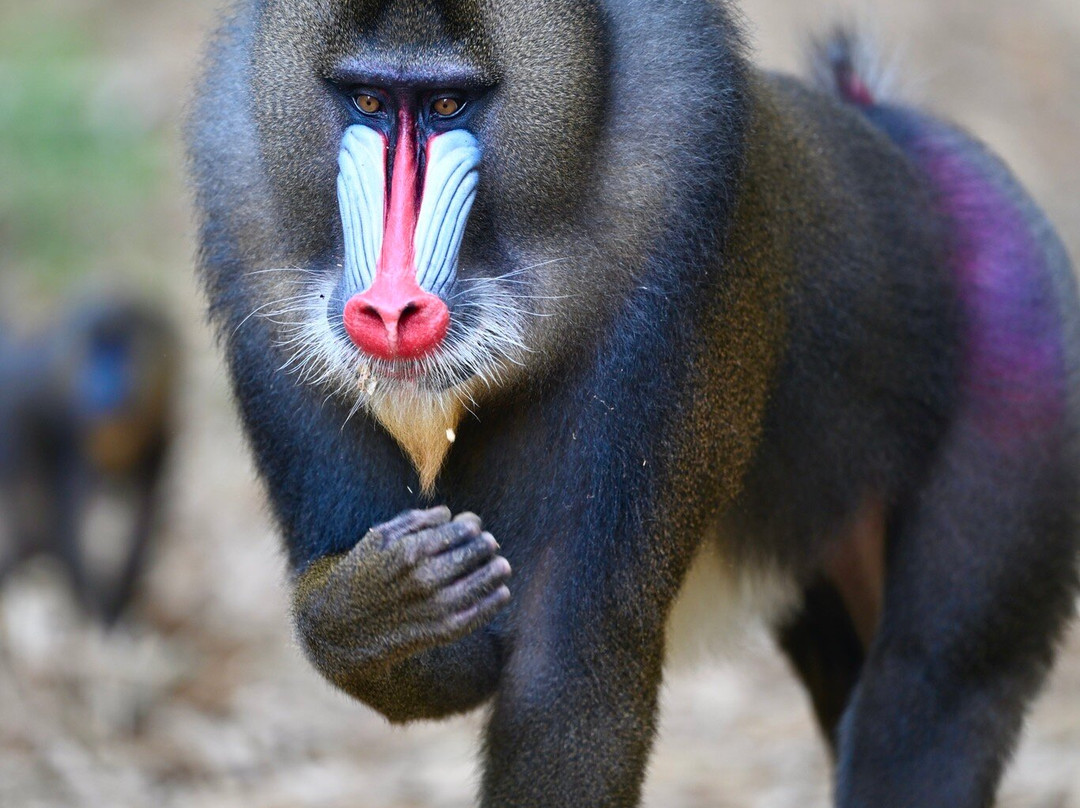 Parc De La Lekedi-Moanda必去景点