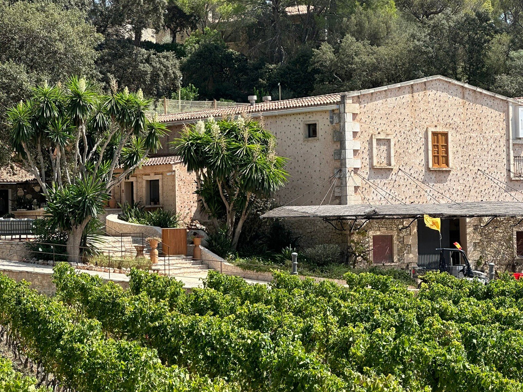 Bodega Terra Ión景点图片