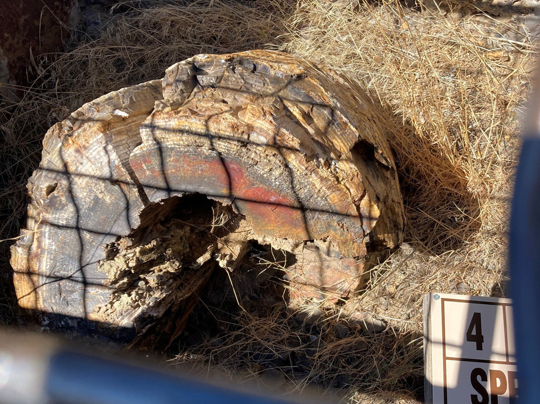 Ginkgo Petrified Forest State Park景点图片