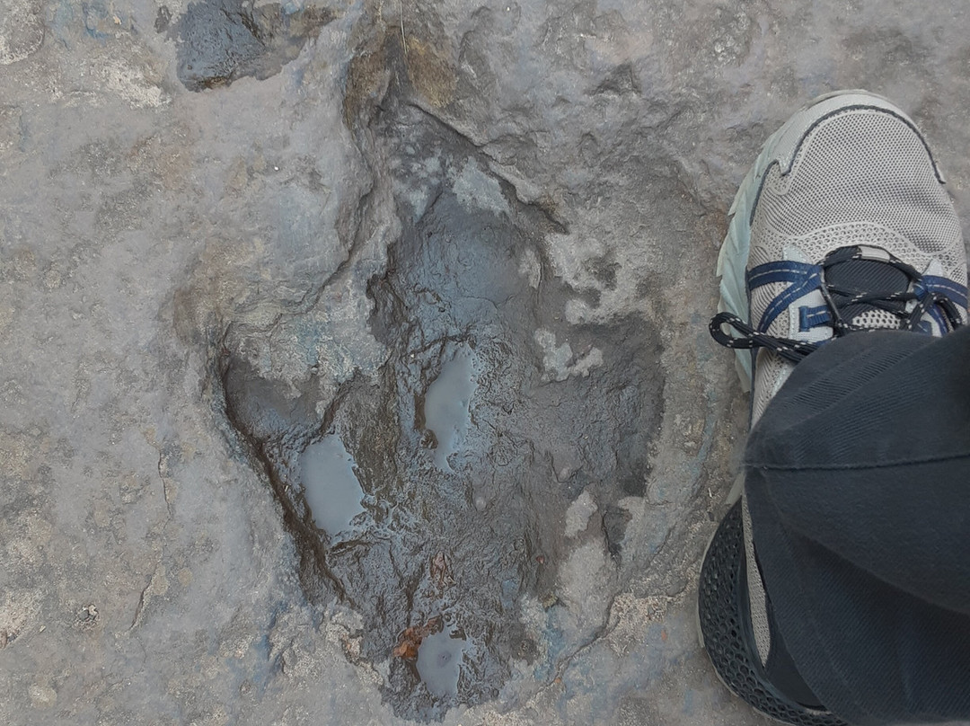 Dinosaur Footprints景点图片