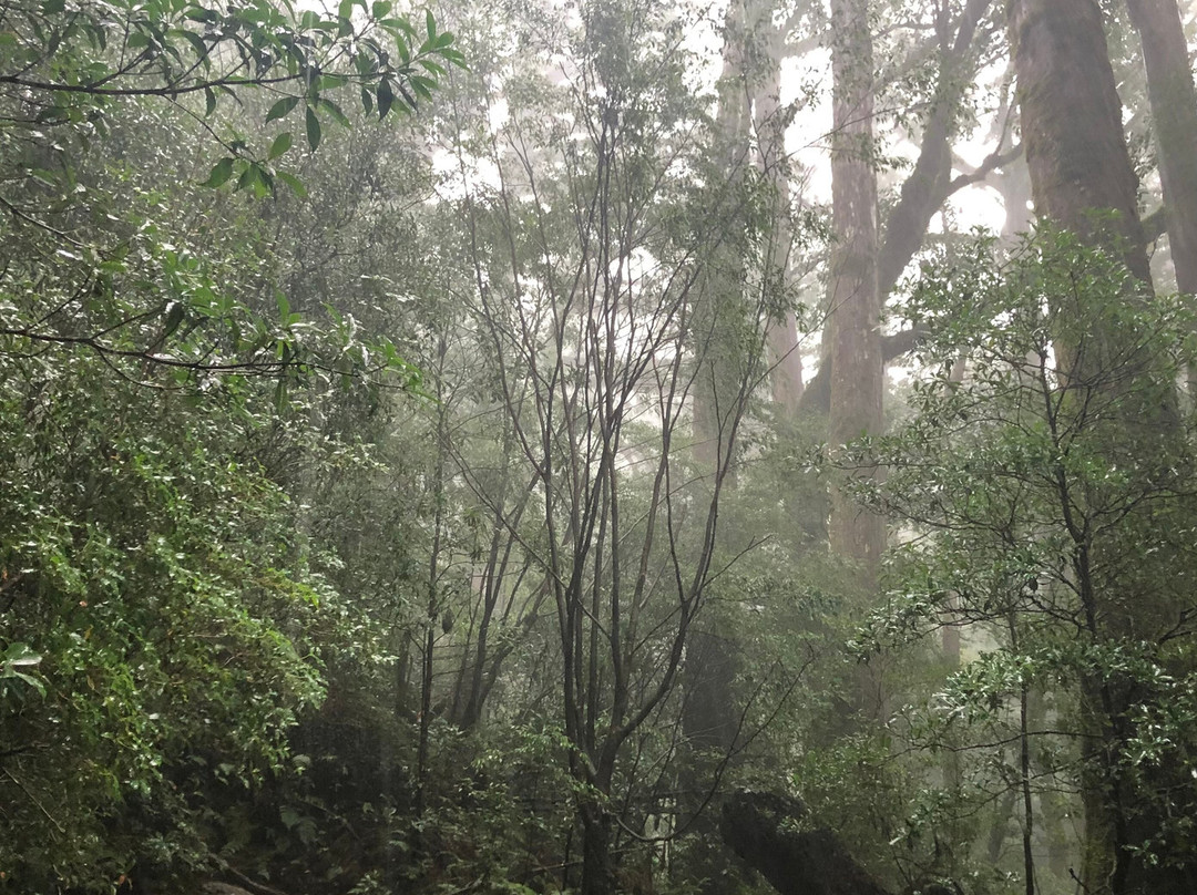 Yakushima Experience - Private Tour-屋久岛町必去景点