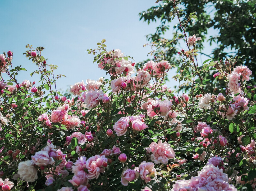 Le Jardin De Marie主图