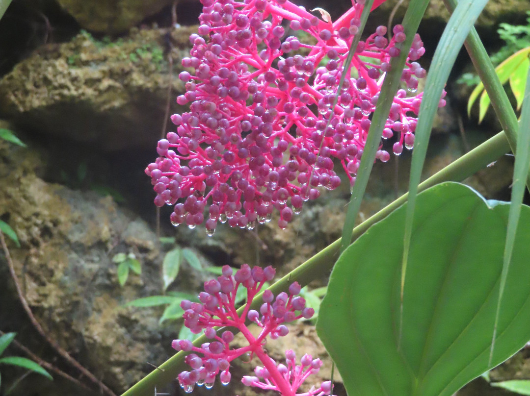 Botanical Garden景点图片