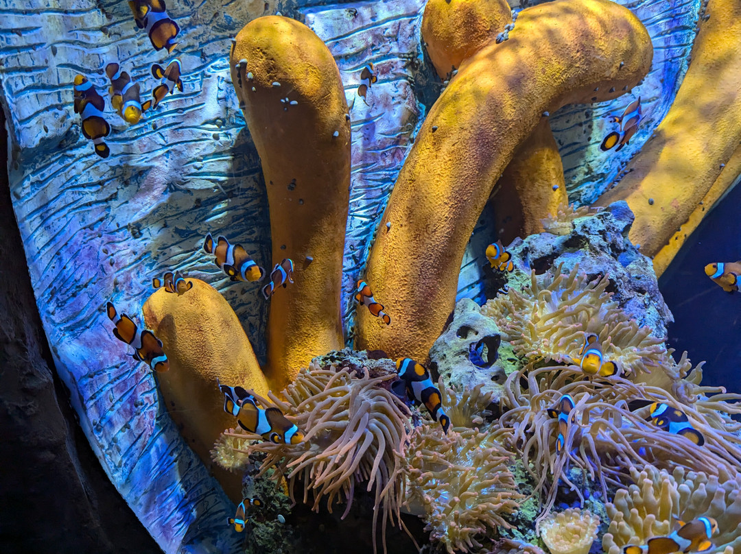 Sea Life Centre Great Yarmouth景点图片