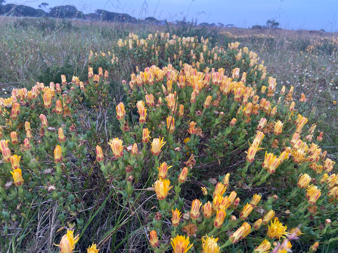 Rondeboschuhh Common-Rondebosch必去景点