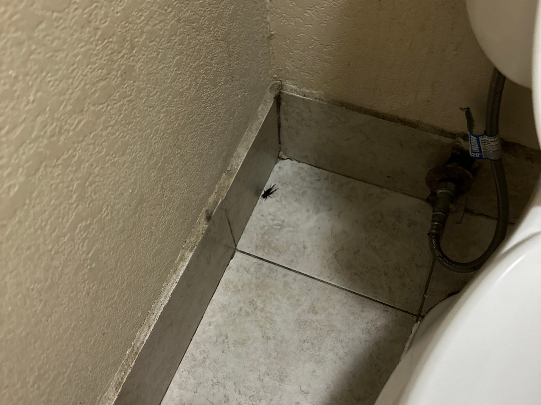 Red Roof Inn Austin - Round Rock主图