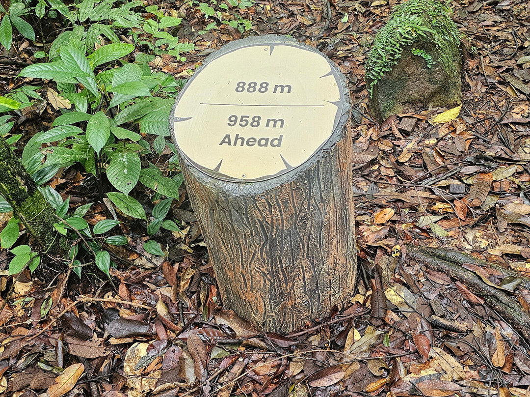Bukit Patoi Forest Recreation Park-Bangar必去景点