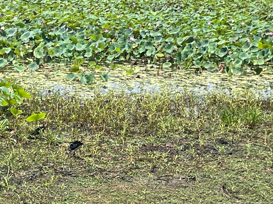 Mamukala Wetlands景点图片