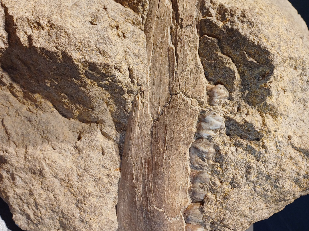 West Coast Fossil Park景点图片