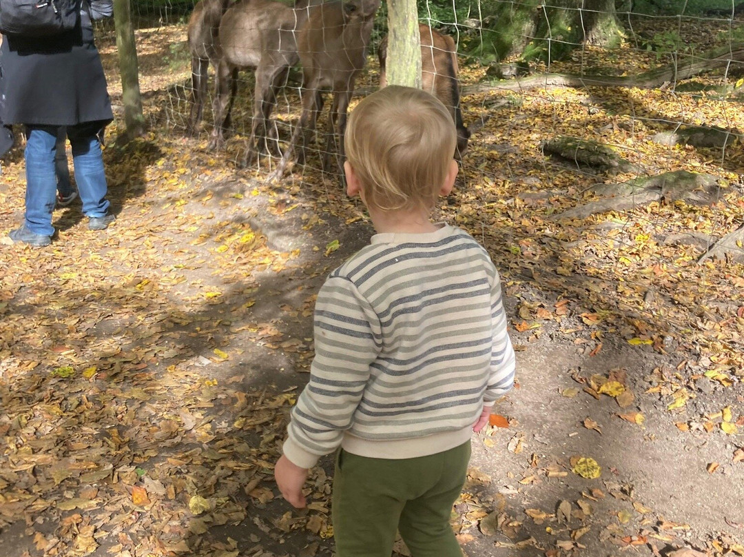 Wildpark Warstein景点图片