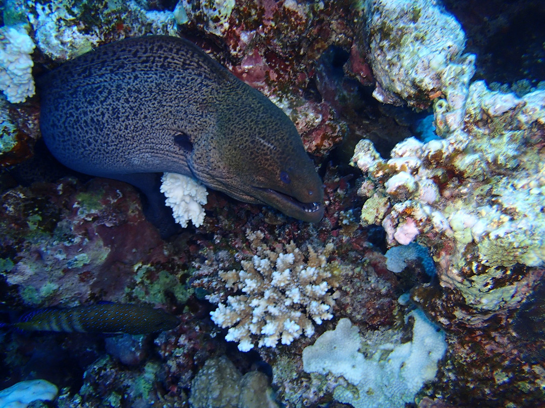Blue Submarine Egypt景点图片