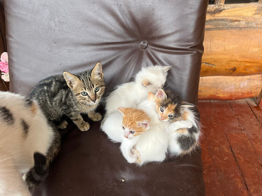 Hotel Palma Sky Lodge