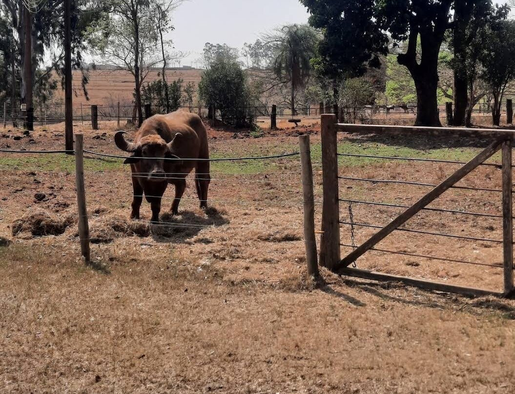 Espaço Rei Do Gado - Bufalare Artesanal