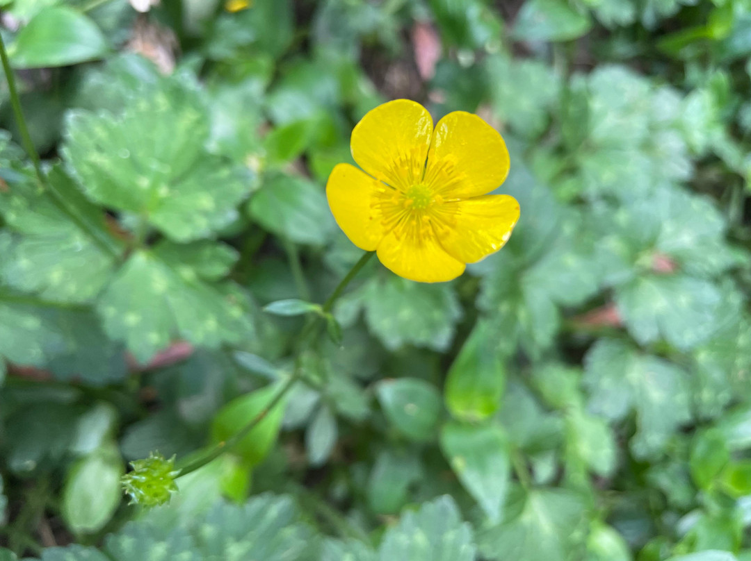 Baynes Park-蒙布克必去景点