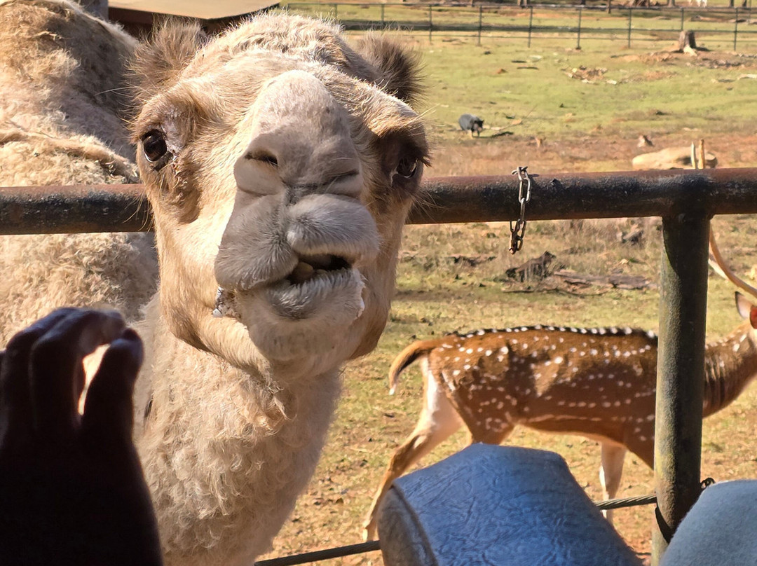 Wild Animal Safari-Pine Mountain必去景点