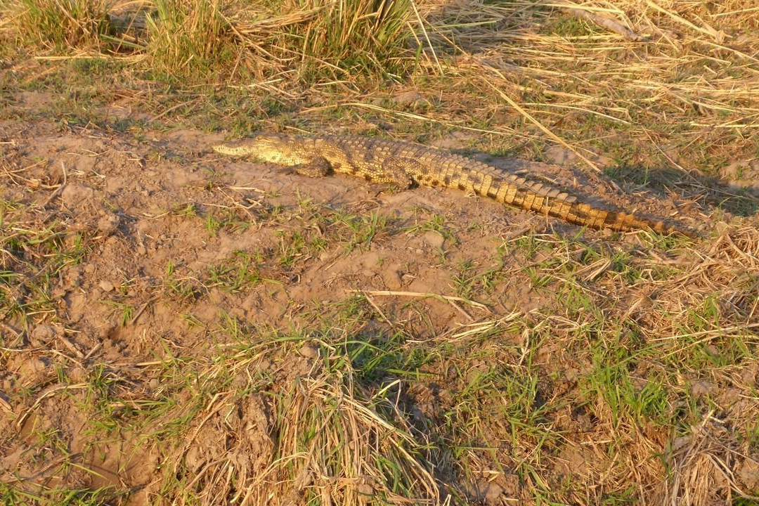 Buffalo Core Area-Bwabwata National Park必去景点
