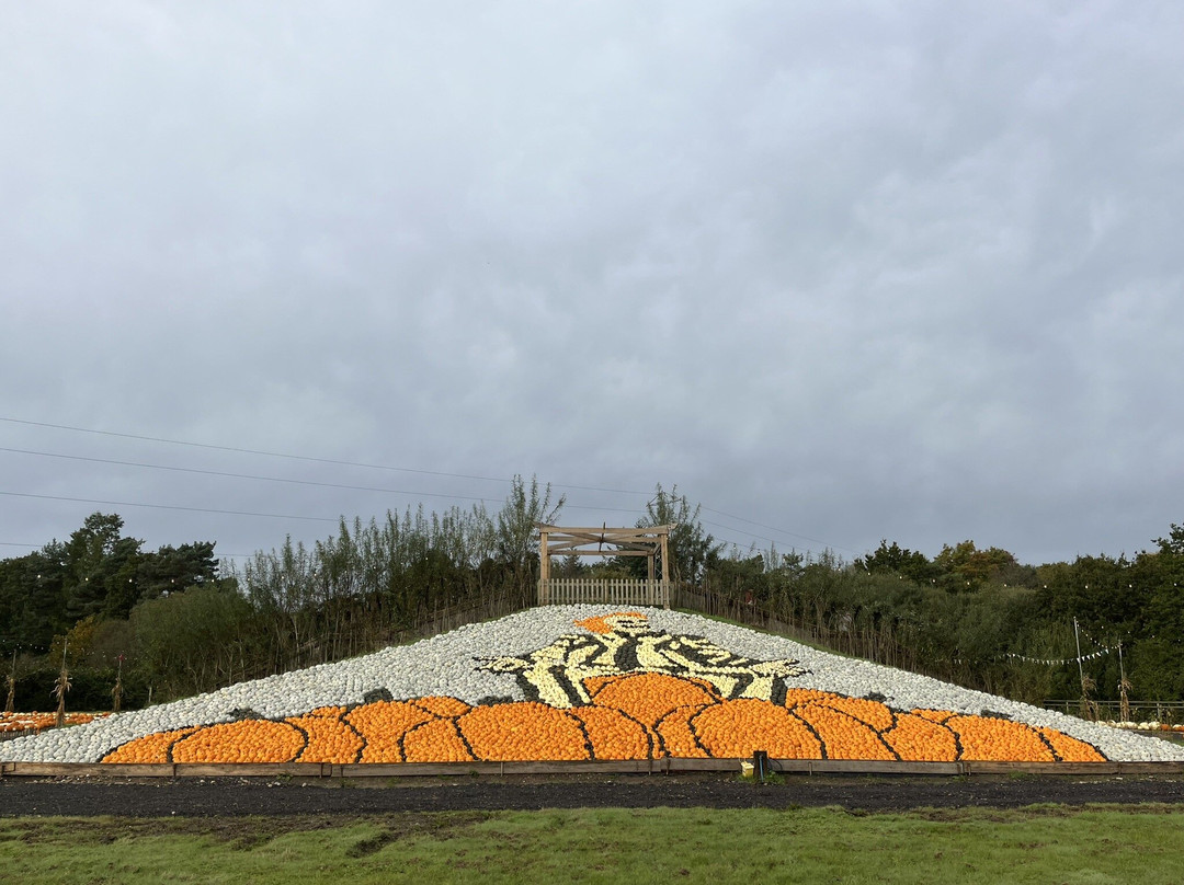 Pumpkin Time @ Sunnyfields Farm景点图片
