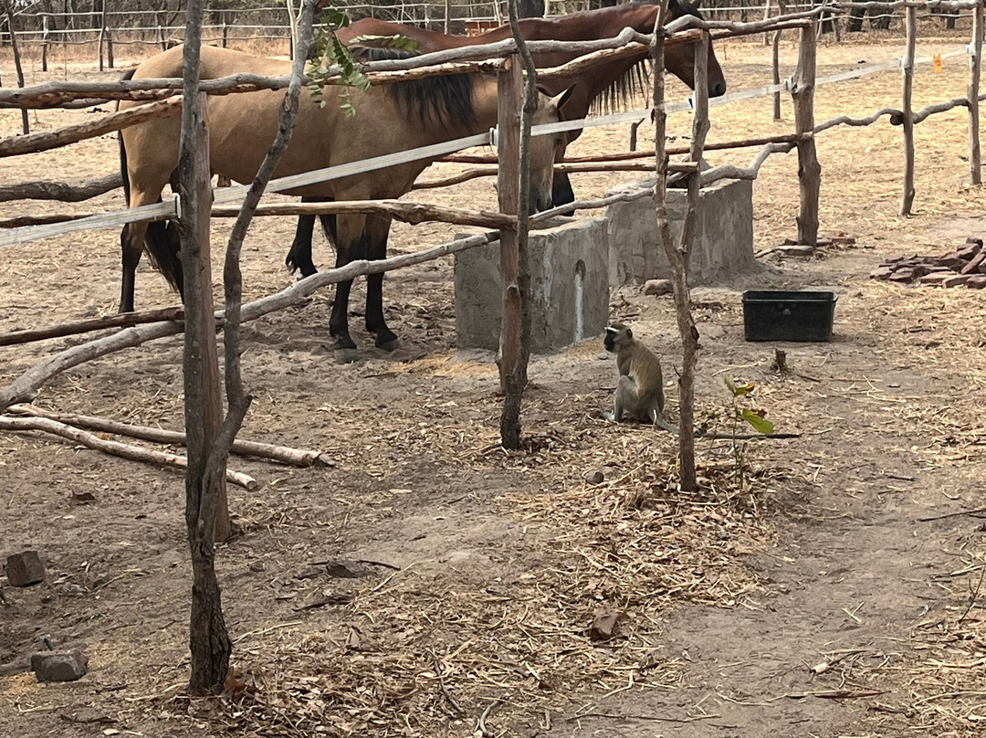 Horseback Adventures Malawi景点图片