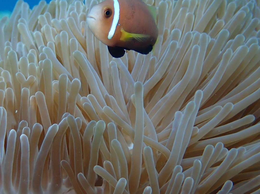 Sinai Dive Club Maldives-马富士岛必去景点