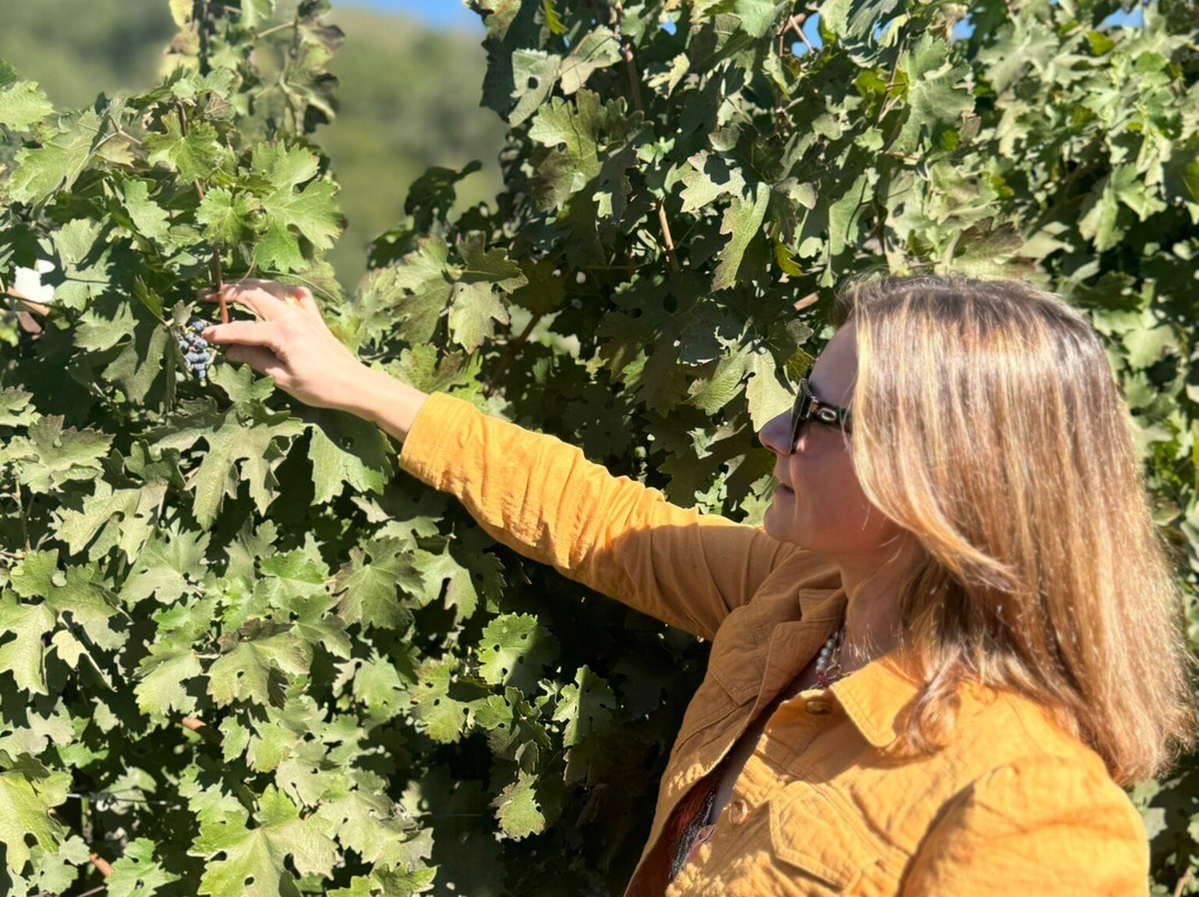 Wine Tasting With Women Drivers-纳帕必去景点